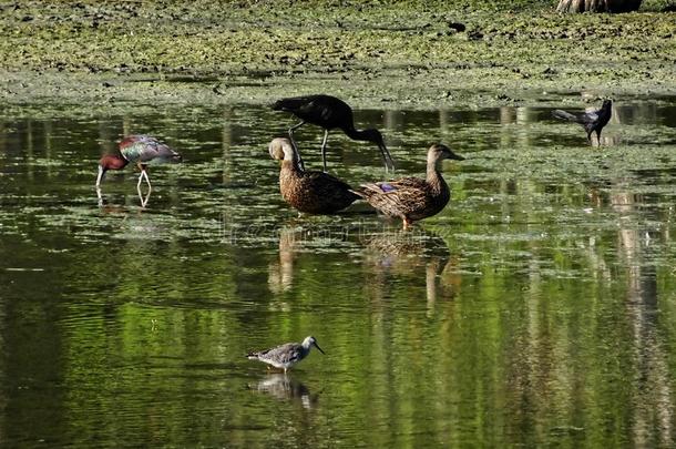 一副关于鸭采用指已提到的人弗罗里达州沼泽