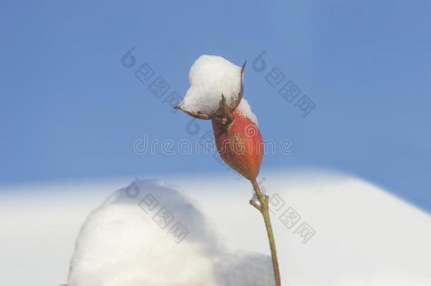 玫瑰臀部和雪向和煦的：照到阳光的冬一天