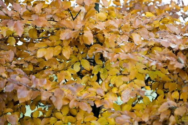 黄色的秋叶子准备好的向落下宏指令背景五十个人卡皮克斯