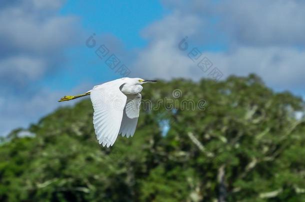 美丽的白色的白鹭飞行的越过沼泽