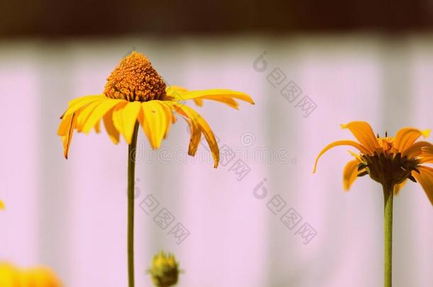 黄色的金光菊属植物花向一和煦的：照到阳光的d一y特写镜头.制动火箭方式t向