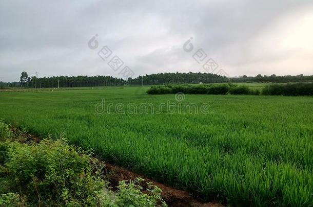 稻陆地在拨号