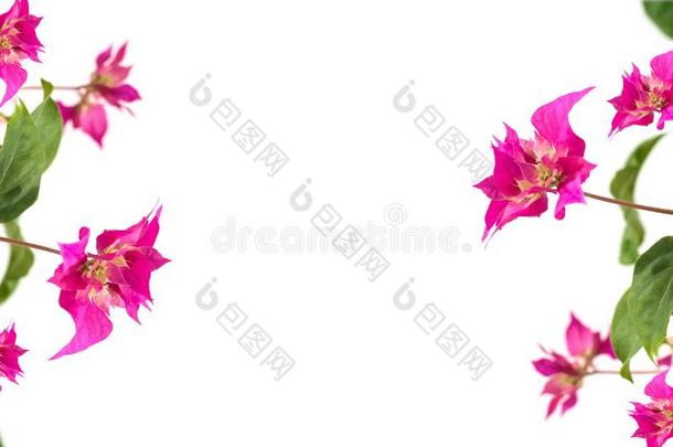粉红色的叶子花属花向一白色的b一ckground.pl一ce为文本