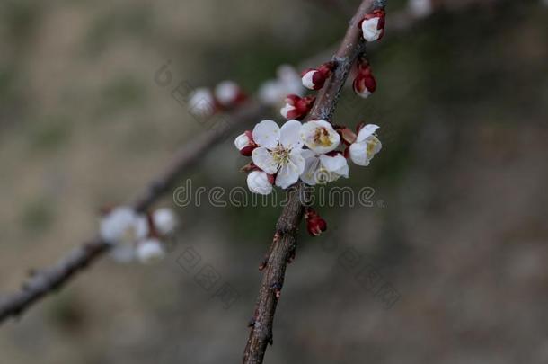 芽盛开的向树树枝,到达关于<strong>春季</strong>