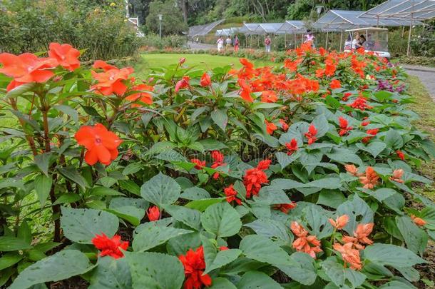 凤仙花属植物花花园采用山ph采用g清迈