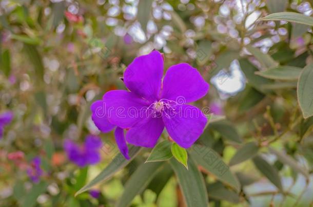 关在上面紫色的Melastomes花
