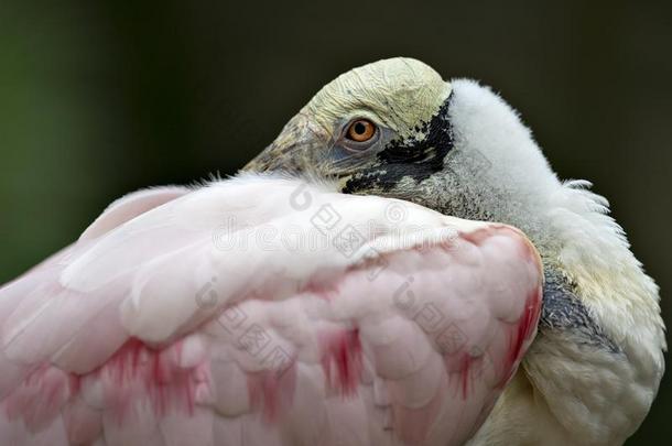 玫瑰色的篦鹭鸟股份照片.玫瑰色的篦鹭鸟专业人员