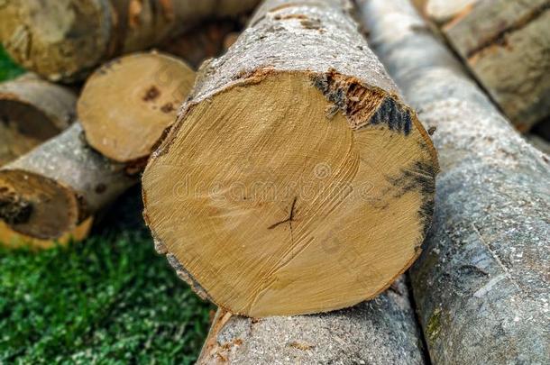 特写镜头关于树木材花茎<strong>树干树干</strong>为木材en有根基的暖气装置我