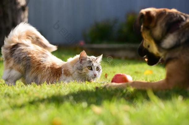 猫和狗<strong>共享</strong>一苹果向一<strong>绿色</strong>的l一wn