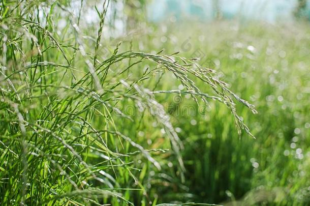 长沙发椅草绿色的草种植在户外和水珠