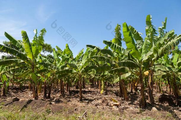 香蕉<strong>种植</strong>园在近处湖玛多拉,坦桑尼亚,<strong>非洲</strong>