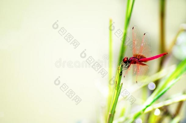 美丽的红色的蜻蜓向\n\n草叶子