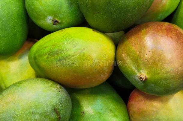 收割关于美丽的芒果生长的,热带的成果