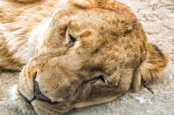 欲睡的<strong>狮子</strong>在一动物园
