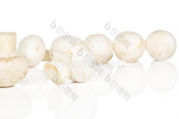新鲜的白色的蘑菇隔离的向白色的