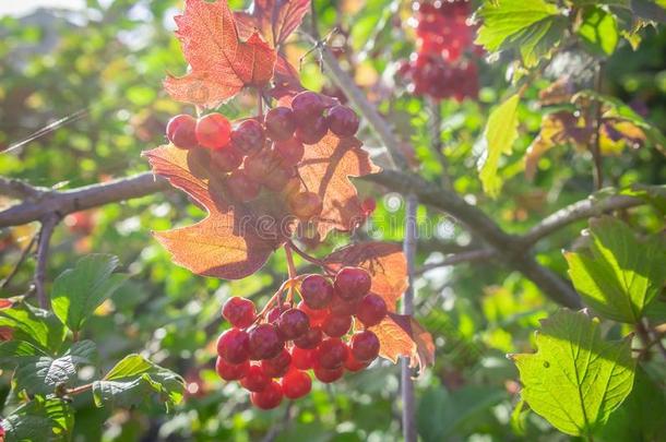 明亮的秋光关于指已提到的人太阳.灌木和浆果.红色的欧洲荚蒾英语字母表的第18个字母