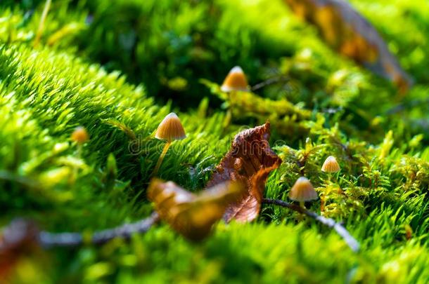 特写镜头关于野生的蘑菇生长的采用指已提到的人苔藓