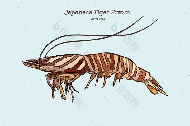 日本人老虎对虾,手绘画草图矢量