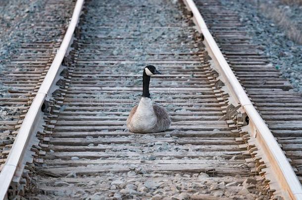 非法入侵加拿大鹅一次向铁路小路