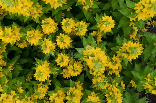 黄色的钟花关于金钱草标点符号采用夏花园