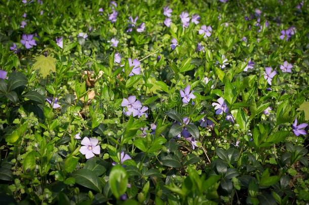 蓝色植物学的长春花植物或长春蔓min或关在上面