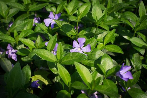 蓝色植物学的<strong>长春</strong>花植物或<strong>长春</strong>蔓min或关在上面