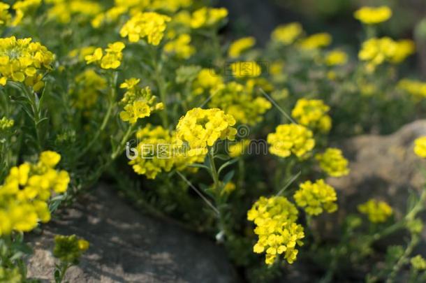 十字花科的一年生植物代表黄色的十字花科的图片-包图网企业站