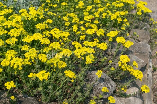 十字花科的一年生植物代表黄色的十字花科的图片-包图网企业站