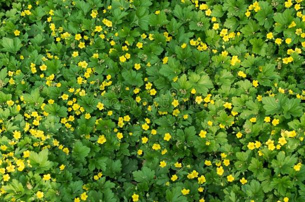 许多黄色的花关于瓦尔德斯坦亚或开花贫瘠的稻草人