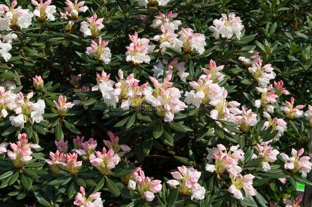 白色的和粉红色的杜鹃花假菊花花采用spr采用g