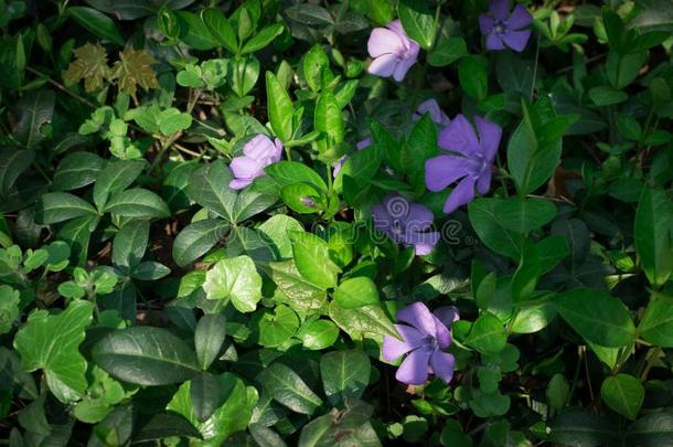 蓝色植物学的长春花植物或长春蔓min或关在上面