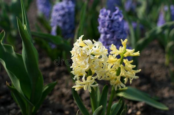 光黄色的风信子花,风信子us或风信子s花