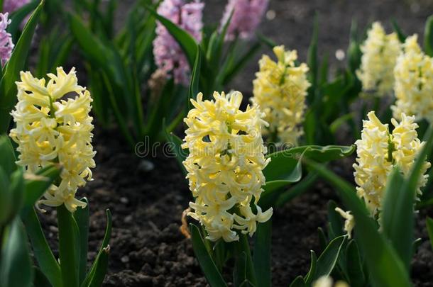 光黄色的风信子花,风信子us或风信子s花