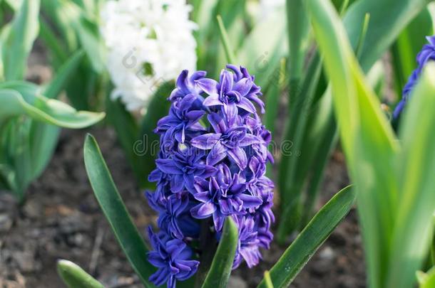 蓝色风信子花,风信子us或风信子s花