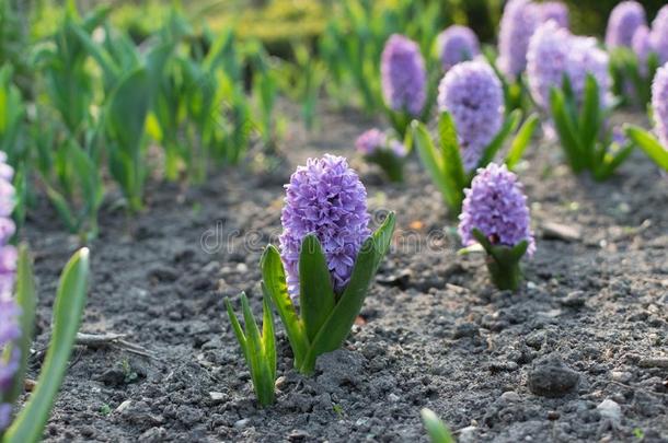 蓝色风信子花,风信子us或风信子s花