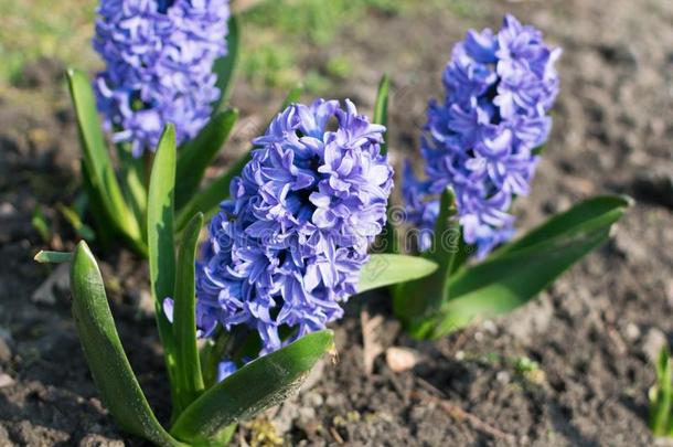 蓝色风信子花,风信子us或风信子s花