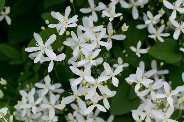 芳香的白色的花关于铁线莲火炬或铁线莲Manchuri