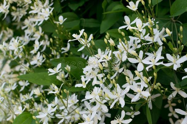 芳香的白色的花关于铁线莲火炬或铁线莲满洲里