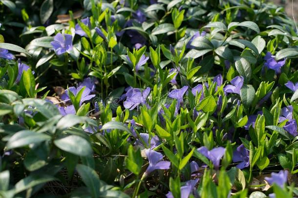 蓝色植物学的长春花植物或长春蔓min或关在上面