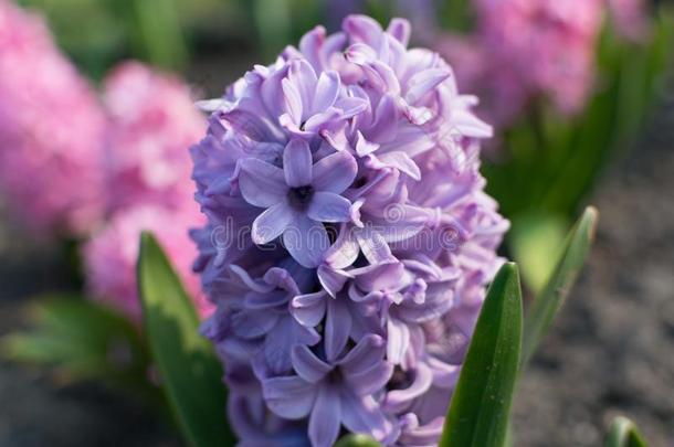 蓝色风信子花,风信子us或风信子s花