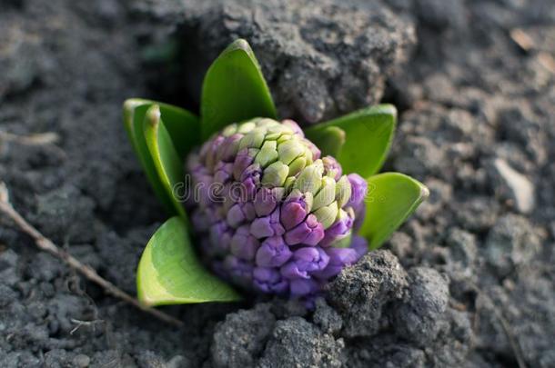 蓝色风信子花,风信子us或风信子s花