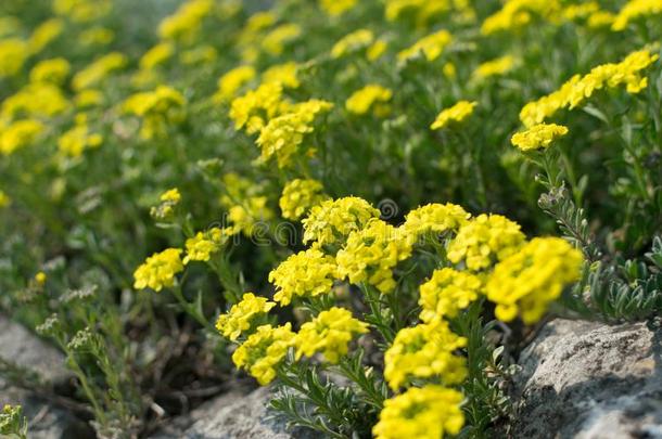 十字花科的一年生植物代表,黄色的十字花科的一年生植物,金色的十字花科的一年生植物花