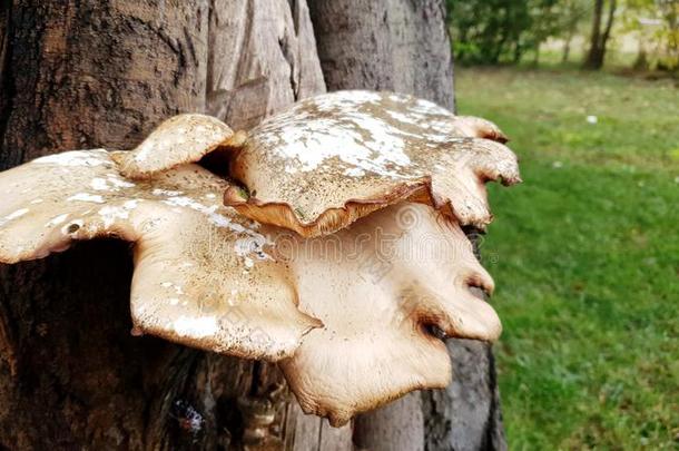 白色的食木质真菌