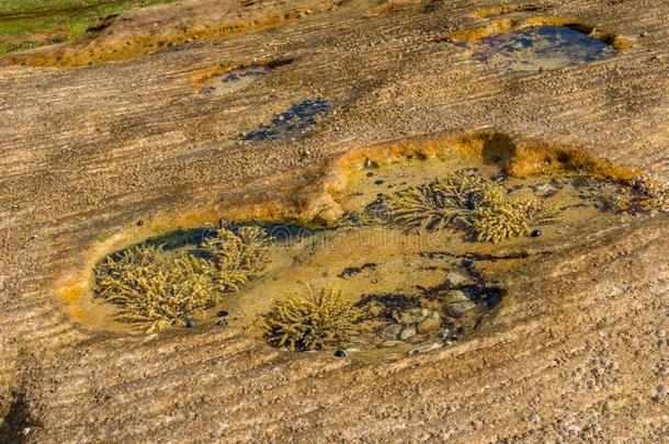 海的生活背景,海草植物在下面透明的水英文字母表的第19个字母