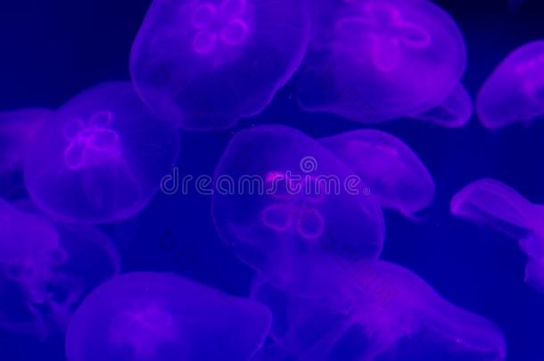 透明的水母向紫色的背景在水中的.透明