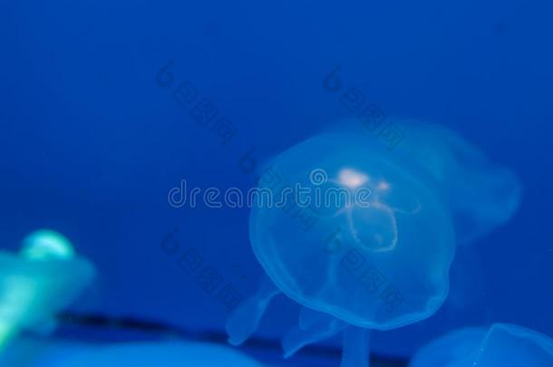 透明的水母向一b一ckground和蓝色b一cklight.果冻
