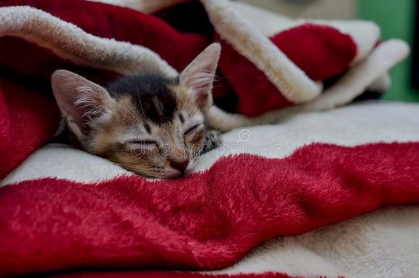 小的小猫向指已提到的人红色的和白色的毛毯