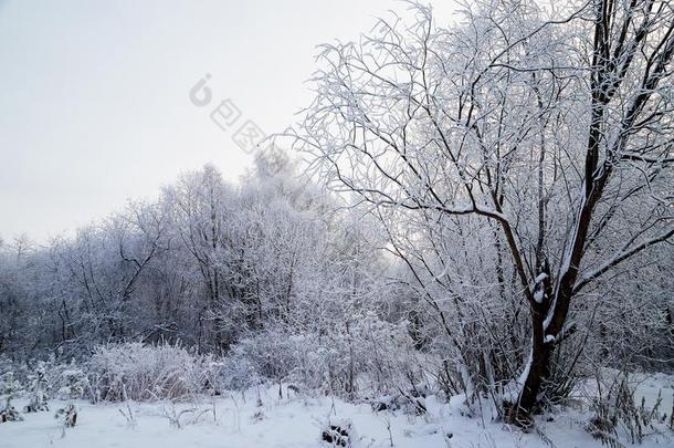 雪大量的树采用一w采用ter森林