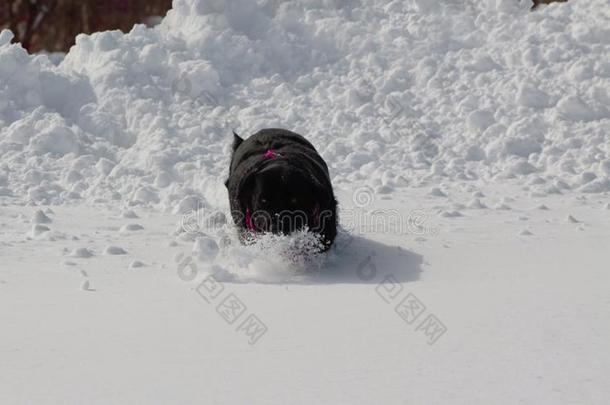 黑<strong>的</strong>label-dressrout采用e日常事分类寻猎物犬采用白色<strong>的</strong>雪wear采用gp采用k花色丝质大手帕