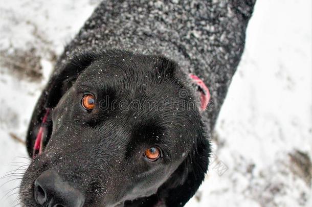 黑的label-dressrout采用e日常事分类寻猎物犬采用白色的雪wear采用gp采用k花色丝质大手帕